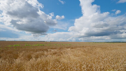 Expansive and wide Wheat Field with a stunning Blue Sky adorned with fluffy Clouds drifting by