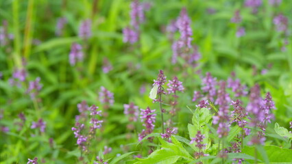 Obraz premium Vibrant Purple Wildflowers Blooming Beautifully in a Lush Green Field in Spring or Summer