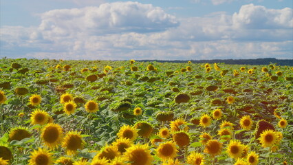 Fototapeta premium A Beautiful and Vibrant Sunflower Field in Full Bloom Beneath Clear, Bright Blue Skies