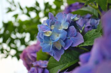 Blue and purple hydrangeas just starting to show color in Japan