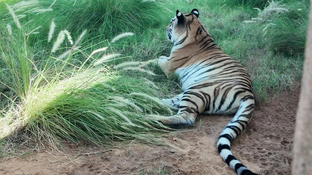 Tiger resting At Al Aiin Zoo