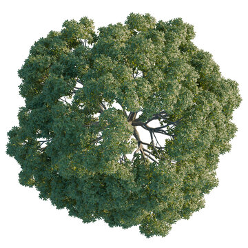 Fraxinus excelsior tree plan, top view, 4k png, cutout, isolate, Lush green tree with dense foliage on transparent background