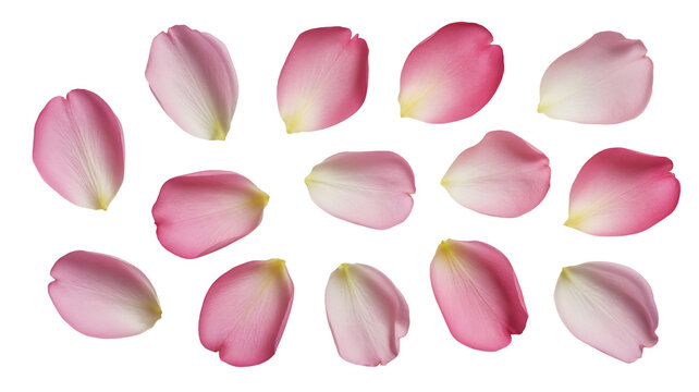 Numerous scattered delicate pink and white flower petals creating an elegant beautiful decorative element, isolated on transparent background