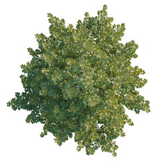 Obraz premium Tilia europaea tree plan, top view, 4k png, cutout, isolate, Vibrant green tree canopy with lush foliage and leaves