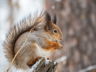 Fototapeta premium The squirrel with nut sits on tree in the winter or late autumn