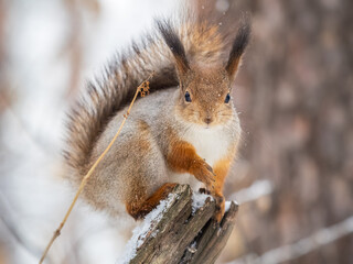 The squirrel with nut sits on tree in the winter or late autumn