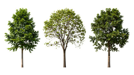 Three Large Tropical Trees with Lush Green Foliage