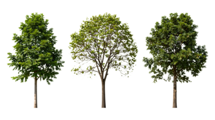 Three Large Tropical Trees with Lush Green Foliage