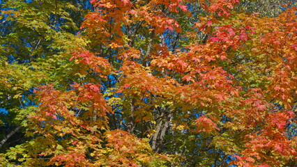 Experience the Vibrant Autumn Foliage Displayed in Full Color and Splendor This Season