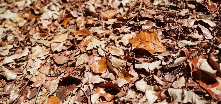 The crunch of dry leaves underfoot implied not by a person embod