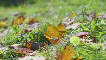 Beautiful Autumn Leaves Creatively Placed on Vibrant Green Grass in a Natural Environment