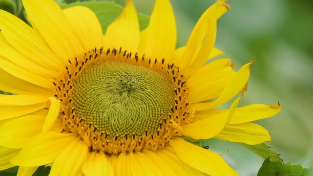 Macro shot of a yellow sunflower head swaying in a windy field