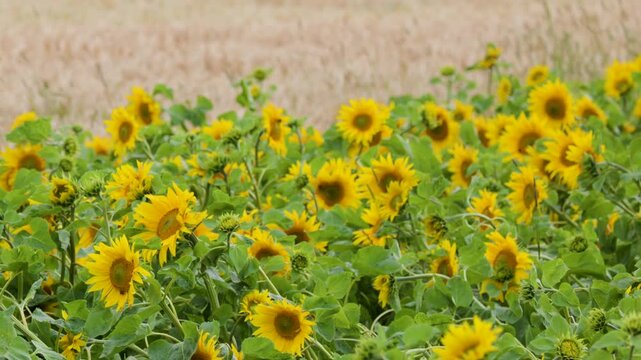 Yellow Sunflowers Swaying in the Wind in a Rural Scottish Farm Field