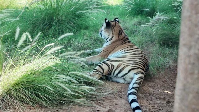 Tiger resting At Al Aiin Zoo