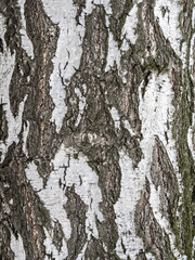 Fototapeta premium The texture of the birch bark.