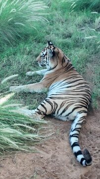 Tiger resting At Al Aiin Zoo