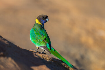 Colourful Australian ringneck (Barnardius zonarius) on a perch in the outback of the Karara Region of Western Australia, Australia