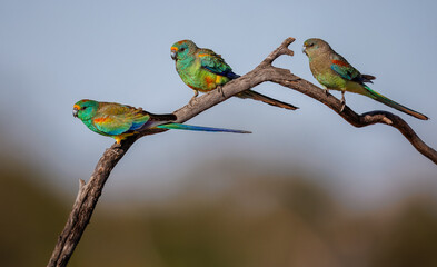 Colourful male and female Mulga Parrot (Psephotellus varius) at a waterhole in the morning sun in...