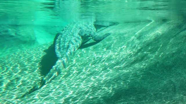 An underwater view of a crocodile resting on a submerged rock, showcasing its textured skin and the serene, rippling patterns of light in a calm aquatic At AL Ain Zoo
