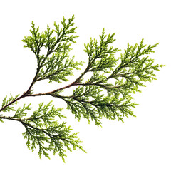 Green Thuja Twig with Detailed Branching Display, Botanical Nature Background