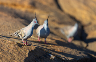 Crested Pigeon (Ocyphaps lophotes) at a waterhole in the Karara Rangelands of Western Australia 