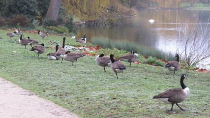 canadian geese at lake Daumesnil, Paris © Maroun Rached