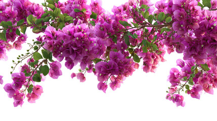 Blooming bougainvillea vine with lush flowers and green leaves on transparent background