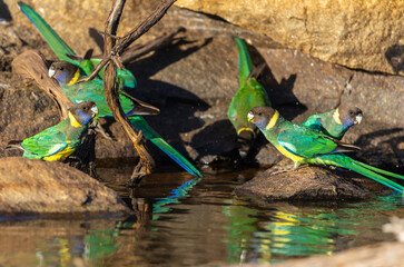 Colourful Australian ringneck (Barnardius zonarius) on at a waterhole with reflection in the water,  in the outback of the Karara Region of Western Australia, Australia