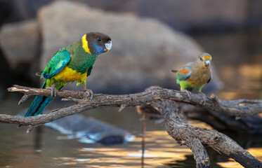 Colourful Australian ringneck (Barnardius zonarius) on a perch at a waterhole in the outback of the Karara Region of Western Australia, Australia
