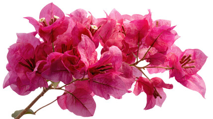 Dense Bougainvillea Flowering Bunch Pink-Magenta Brilliant on transparent background
