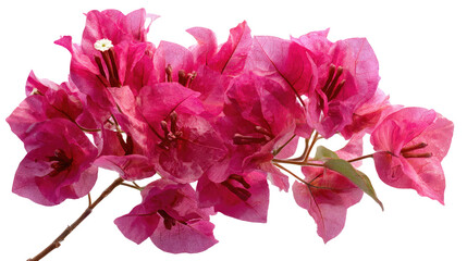 Dense Bougainvillea Flowering Bunch Pink-Magenta Brilliant on transparent background