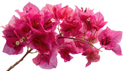 Dense Bougainvillea Flowering Bunch Pink-Magenta Brilliant on transparent background