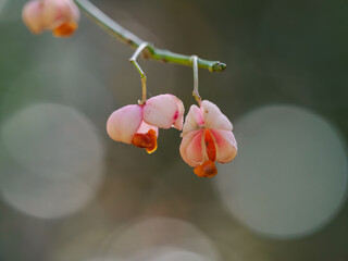 マユミの割れた果実
