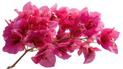 Dense Bougainvillea Flowering Bunch Pink-Magenta Brilliant on transparent background
