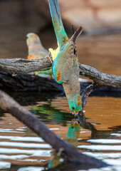 Colourful female Mulga Parrot (Psephotellus varius) drinking at a waterhole in the morning sun in the Karara Rangelands of outback  Western Australia 