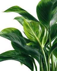 Exotic tropical greenery close up of leaves with crisp details isolated on transparent background
