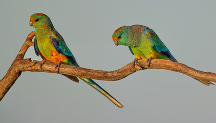 Colourful female Mulga Parrots (Psephotellus varius) at a waterhole in the morning sun in the Karara Rangelands of outback  Western Australia 