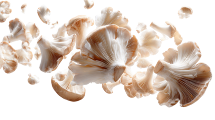 Floating champignon mushrooms with crisp details realistic isolated on transparent background