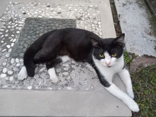 A black and white domestic cat resting calmly on concrete garden steps outdoors, lying relaxed with front paws stretched forward in a quiet natural environment.