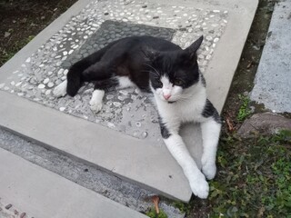 A black and white domestic cat resting calmly on concrete garden steps outdoors, lying relaxed with front paws stretched forward in a quiet natural environment.