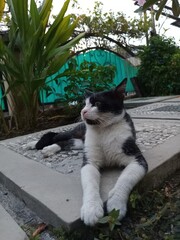 A black and white domestic cat resting calmly on concrete garden steps outdoors, lying relaxed with front paws stretched forward in a quiet natural environment.