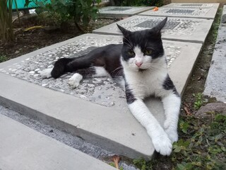 A black and white domestic cat resting calmly on concrete garden steps outdoors, lying relaxed with front paws stretched forward in a quiet natural environment.