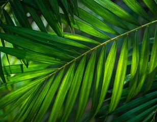 Close-up of a vibrant, green palm leaf, sunlight filtering