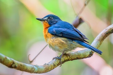 Male Bornean Blue Flycatcher (Cyornis superbus), Kinabatangan River, Borneo Rainforest, Sabah, Borneo, Malaysia