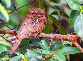 Large Frogmouth (Batrachostomus auritus), which is a nocturnal bird, Kinabatangan River, Sabah, Borneo, Malaysia