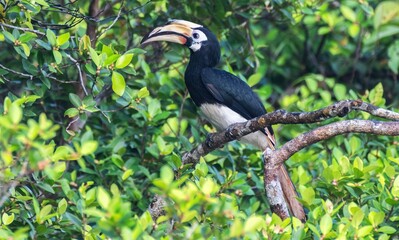 Oriental Pied Hornbill (Anthracoceros albirostris).
Kinabatangan River, Sabah, Borneo Rainforest, Maylasia