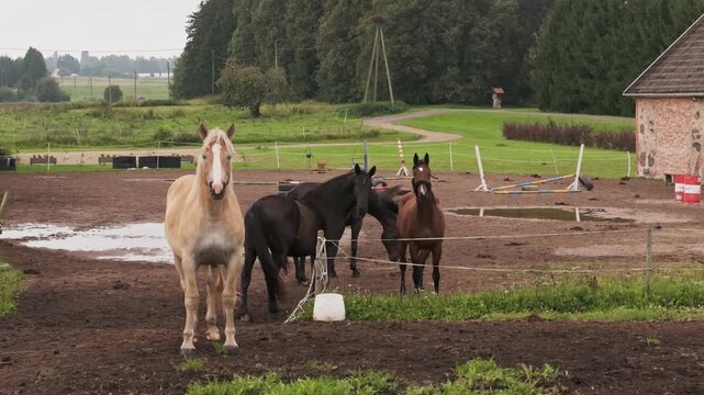 Calm farm scene, horses gathered in muddy paddock surrounded, green countryside
