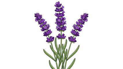 Vibrant Lavender Flowers Illustration On Black Background