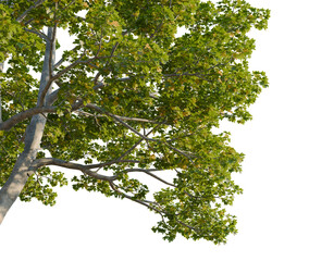 Fototapeta premium Acer campestre tree, corner view, cutout, isolate, 4K PNG, Tree with green leaves on transparent background for design