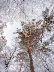 Tree branches in winter covered with snow and frost in snowfall on blue sky background. Frozen tree branches.
